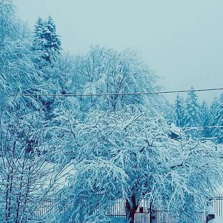 Iepurasul Vilă Sinaia