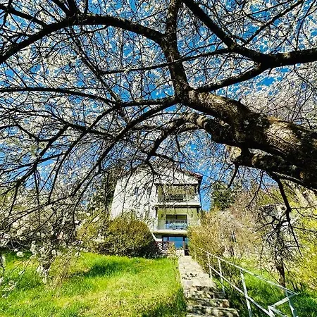 Iepurasul Villa